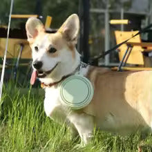 Collapsible Silicone Pet Bowl Portable & Water Dish